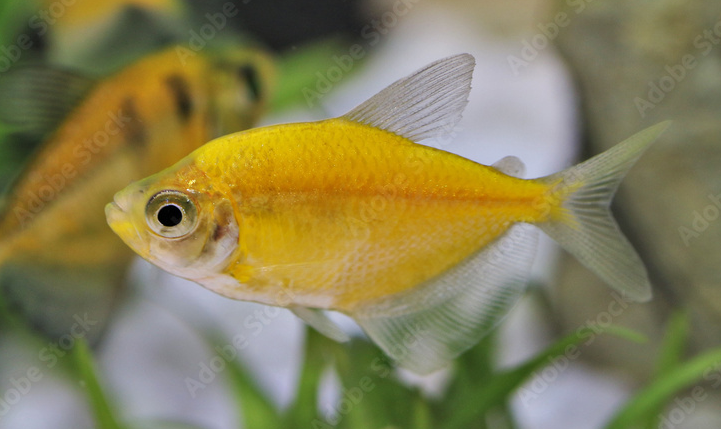 GloFish Yellow